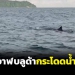 เจ้าหน้าที่พบฝูงวาฬบลูด้า-4-5-ตัวกระโดดน้ำโชว์พื้นที่เกาะไข่-เกาะหลีเป๊ะ